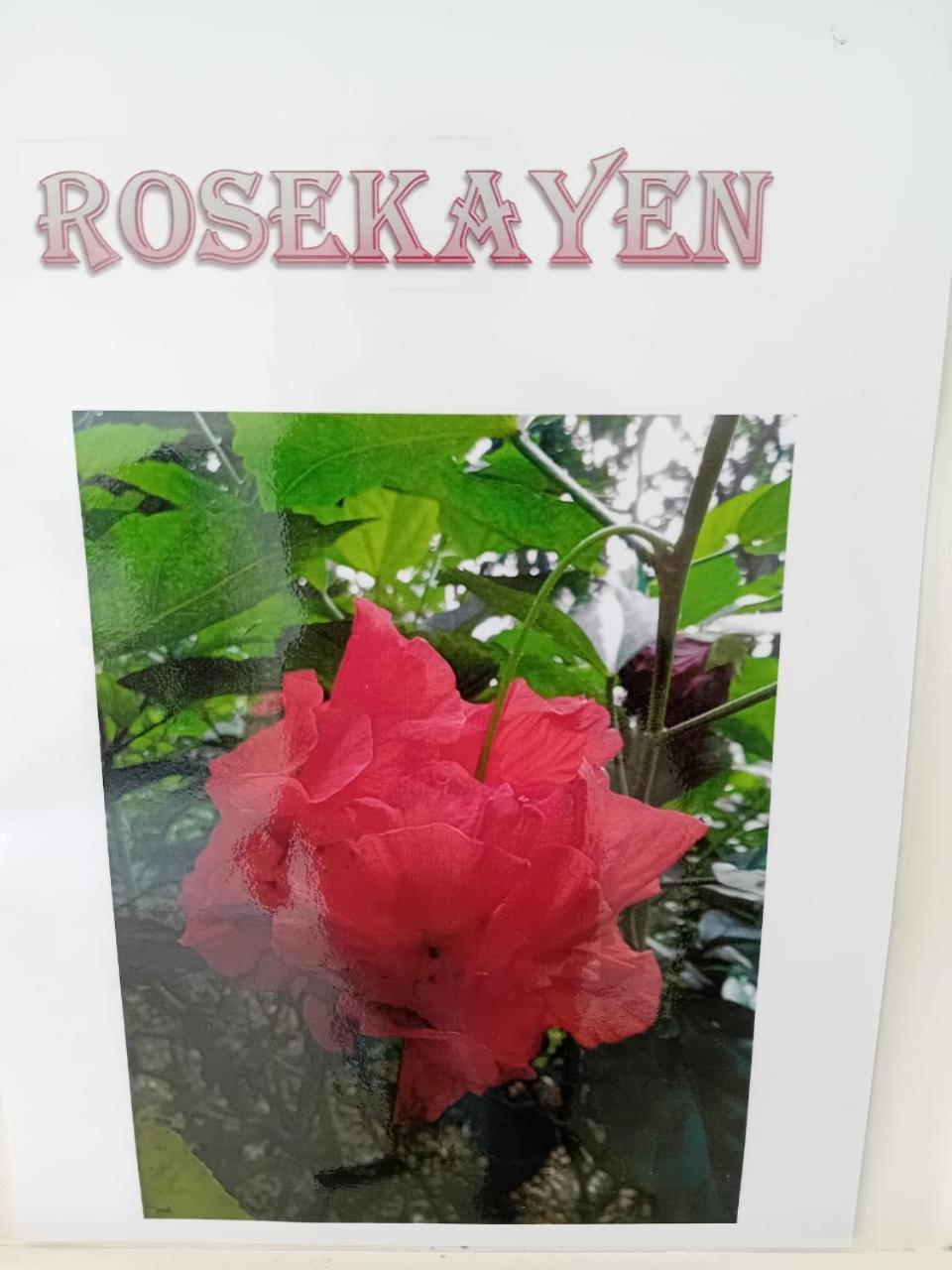 Rosekayen Vila Capesterre-Belle-Eau Exterior foto